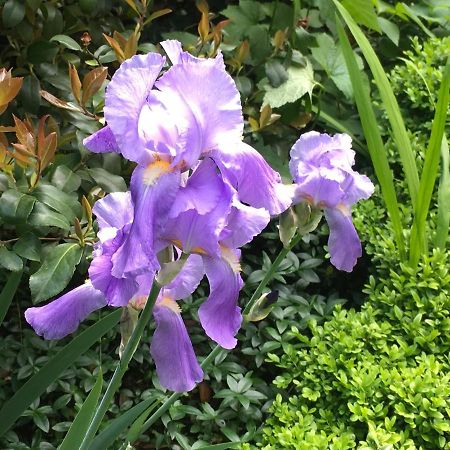 House&Garden Daire San Donato Milanese Dış mekan fotoğraf