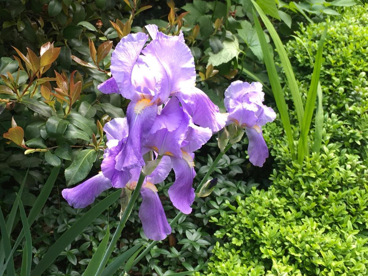 House&Garden Daire San Donato Milanese Dış mekan fotoğraf